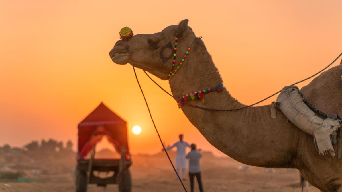 Best Time to Enjoy a Camel Safari