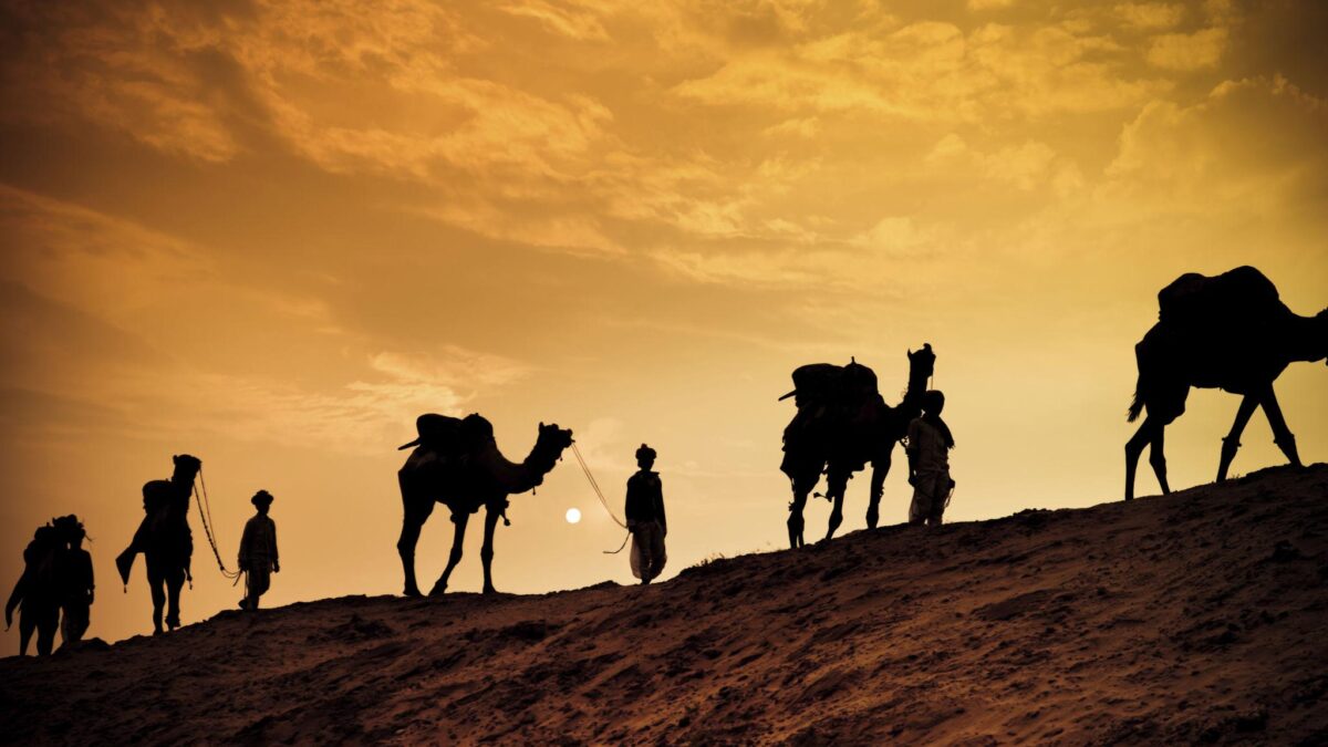Pushkar Camel Safari