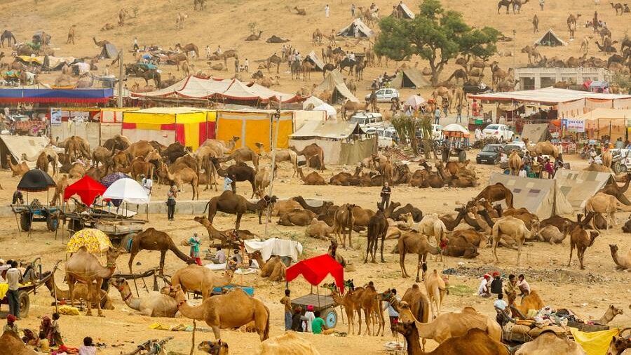 Pushkar Mela Ground